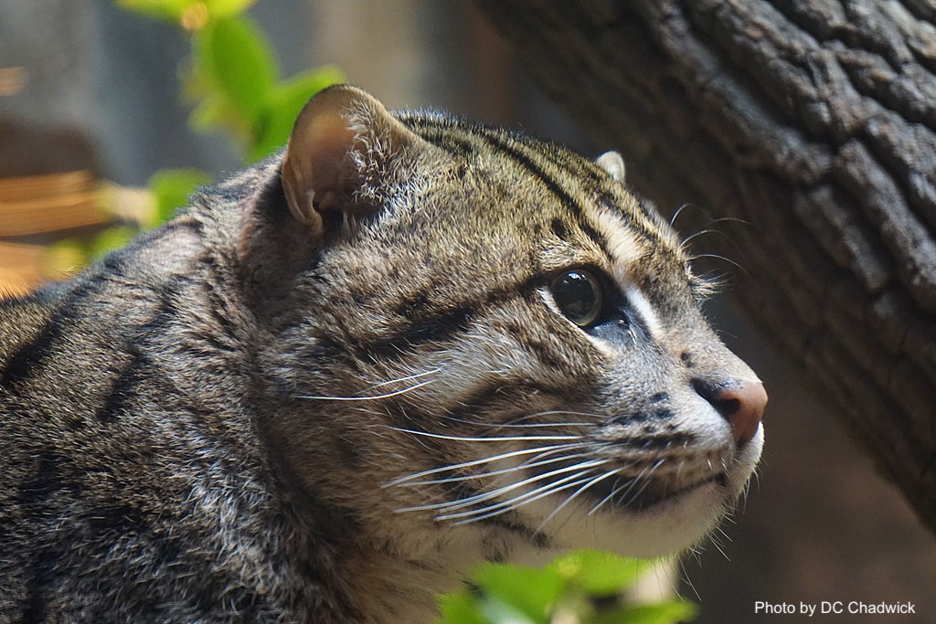 Meet the fishing cat: Protecting this shy species will save our precious  wetlands