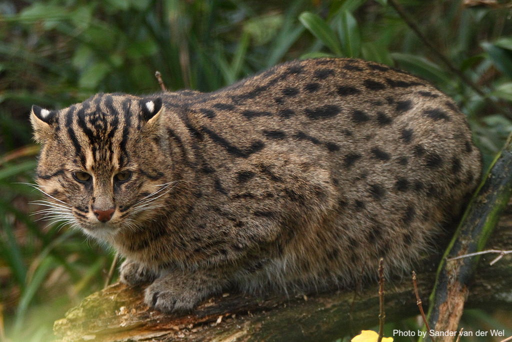 Fishing Cats: The Famed Fish-Loving Felines of Southeastern Asia - Mekong  Fish Network